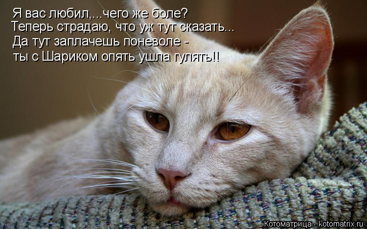 Котоматрица: Я вас любил,...чего же боле? Теперь страдаю, что уж тут сказать... Да тут заплачешь поневоле - ты с Шариком опять ушла гулять!!