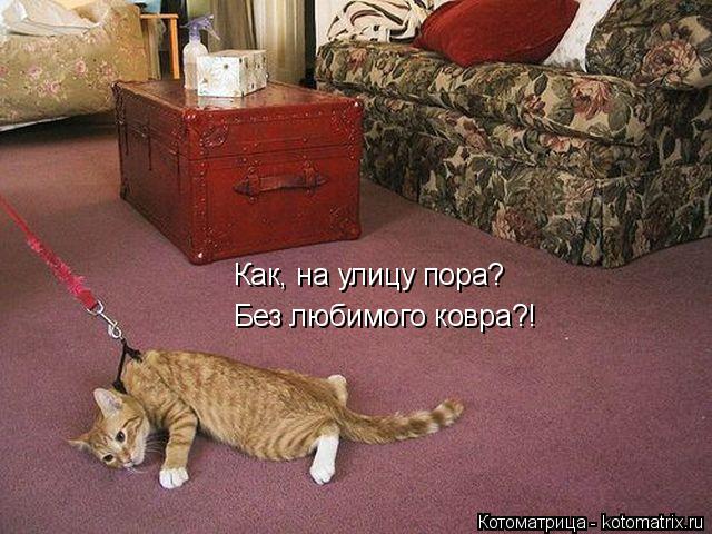 Котоматрица: Как, на улицу пора? Без любимого ковра?!