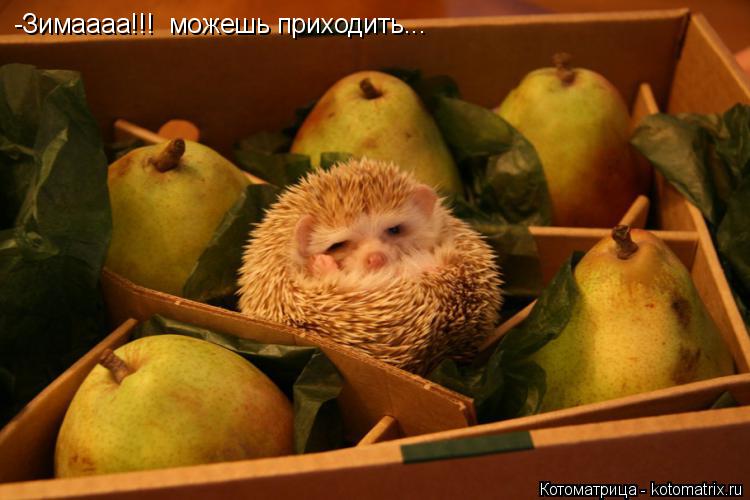 -Зимаааа!!! можешь приходить...... Котоматрица: -Зимаааа!!! можешь приходить...