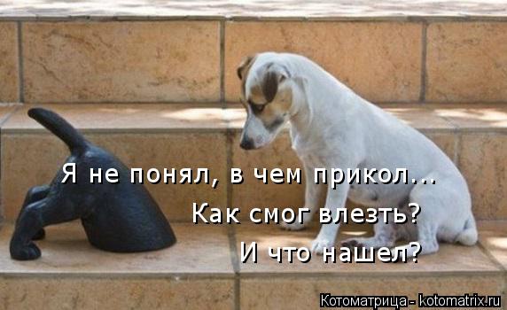 Я не понял, в чем прикол... Как смог влезть? И что нашел?... Котоматрица: Я не понял, в чем прикол... Как смог влезть? И что нашел?