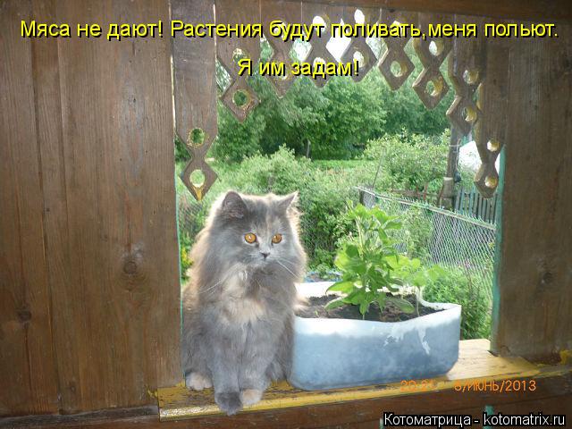 Мяса не дают! Растения будут поливать,меня польют. Я им задам!... Котоматрица: Мяса не дают! Растения будут поливать,меня польют. Я им задам!