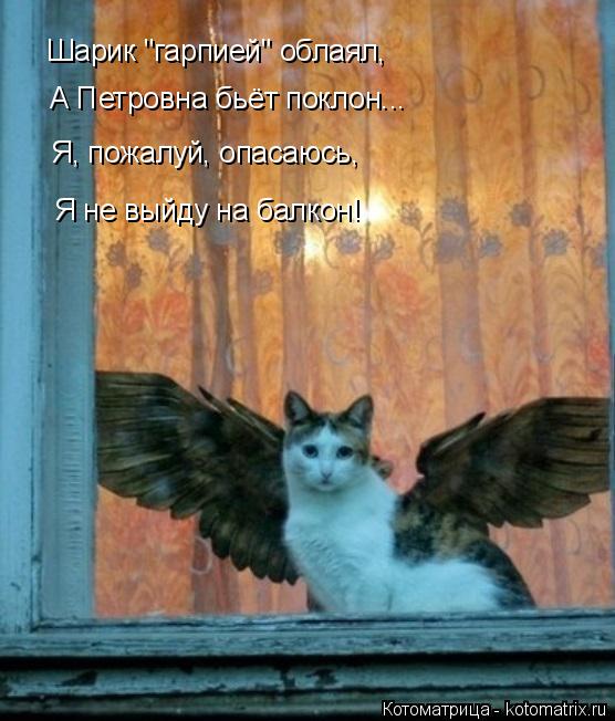 Котоматрица: Шарик "гарпией" облаял, А Петровна бьёт поклон... Я, пожалуй, опасаюсь, Я не выйду на балкон!