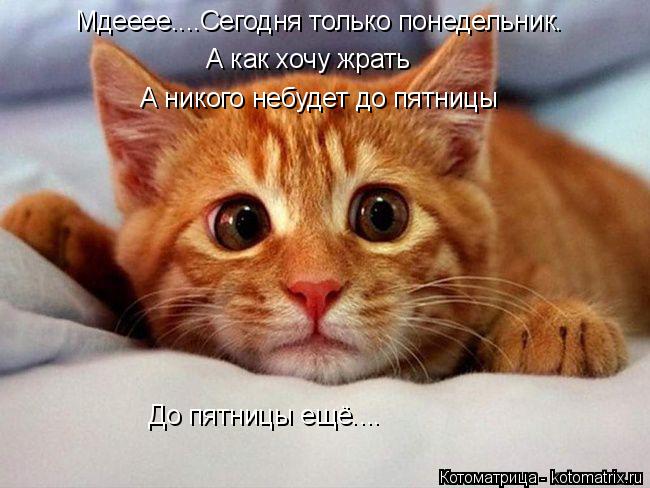Котоматрица: Мдееее....Сегодня только понедельник. До пятницы ещё.... А как хочу жрать А никого небудет до пятницы