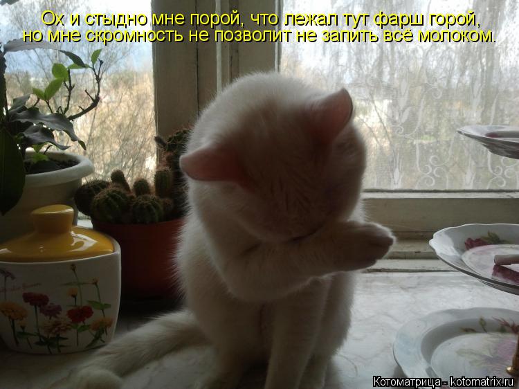 Котоматрица: но мне скромность не позволит не запить всё молоком. Ох и стыдно мне порой, что лежал тут фарш горой,