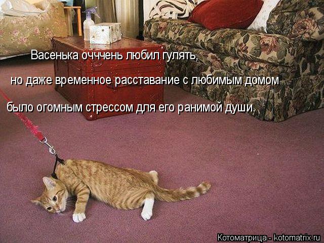 Котоматрица: было огомным стрессом для его ранимой души. Васенька очччень любил гулять, но даже временное расставание с любимым домом