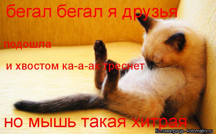 Котоматрица: бегал бегал я друзья  но мышь такая хитрая подошла  и хвостом ка-а-ак треснет