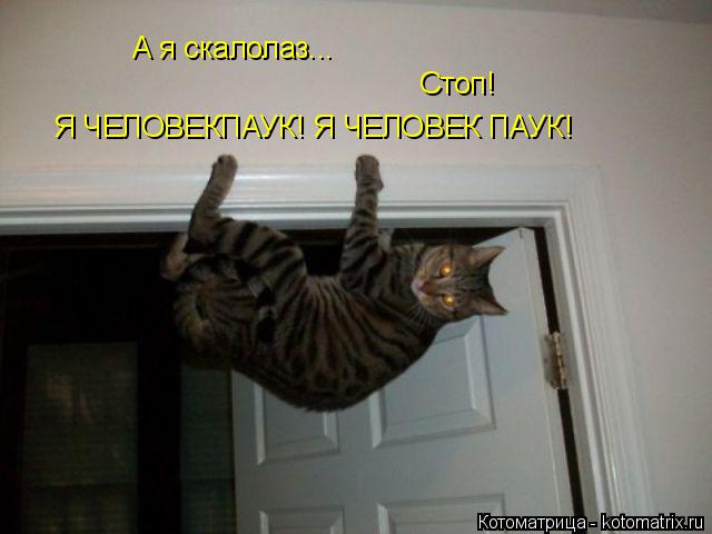 Котоматрица: А я скалолаз... Стоп! Я ЧЕЛОВЕКПАУК! Я ЧЕЛОВЕК ПАУК!