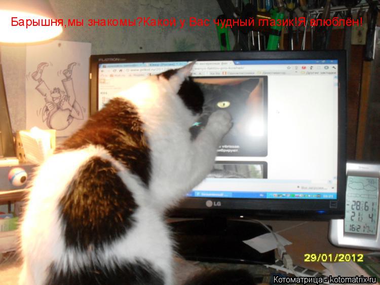 Котоматрица: Барышня,мы знакомы?Какой у Вас чудный глазик!Я влюблён!