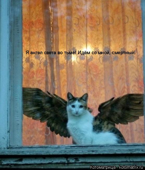 Котоматрица: Я ангел света во тьме! Идём со мной, смертный!