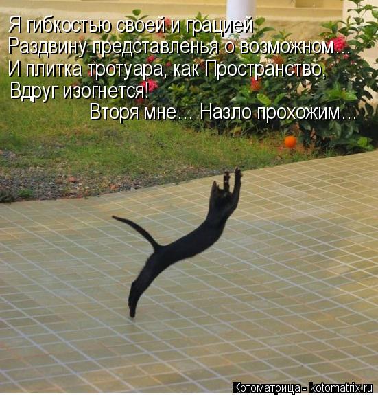 Котоматрица: Я гибкостью своей и грацией  Раздвину представленья о возможном… И плитка тротуара, как Пространство,  Вдруг изогнется!  Вторя мне… Назло п