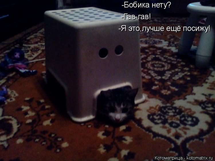 Котоматрица: -Я это,лучше ещё посижу! -Бобика нету? -Гав-гав!