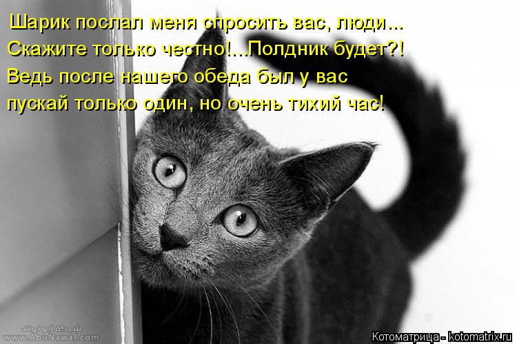 Котоматрица: Шарик послал меня спросить вас, люди... Скажите только честно!...Полдник будет?! Ведь после нашего обеда был у вас пускай только один, но очень 