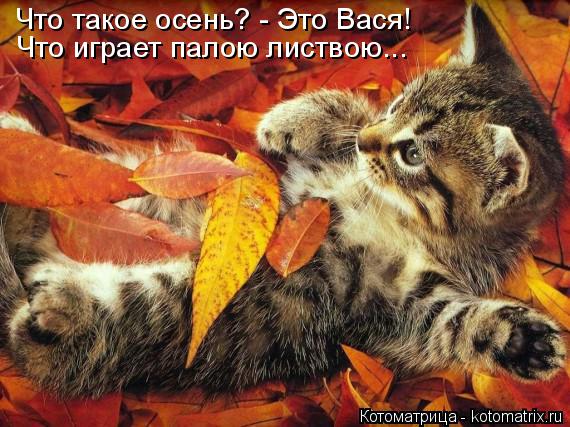 Котоматрица: Что такое осень? - Это Вася! Что играет палою листвою...
