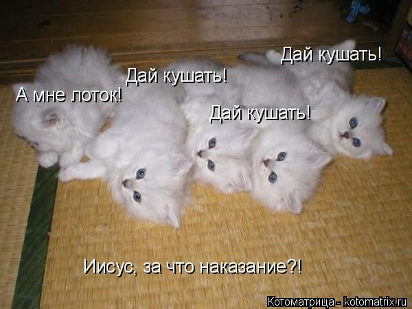 Дай кушать! Дай кушать! Дай кушать! А мне лоток! Иисус, за что наказание?!... Котоматрица: Дай кушать! Дай кушать! Дай кушать! А мне лоток! Иисус, за что наказание?!