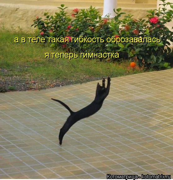 Котоматрица: а в теле такая гибкость оброзавалась я теперь гимнастка