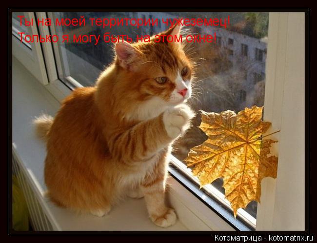 Котоматрица: Ты на моей территории чужеземец!  Только я могу быть на этом окне!