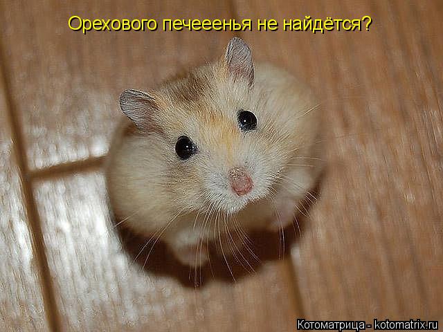 Котоматрица: Орехового печееенья не найдётся?