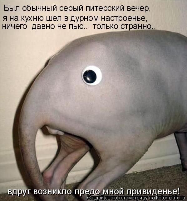 Котоматрица: Был обычный серый питерский вечер,  я на кухню шел в дурном настроенье,  ничего  давно не пью... только странно... вдруг возникло предо мной при
