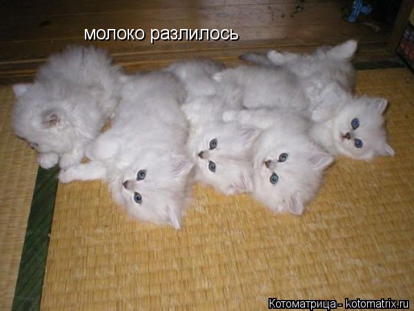 Котоматрица: молоко разлилось