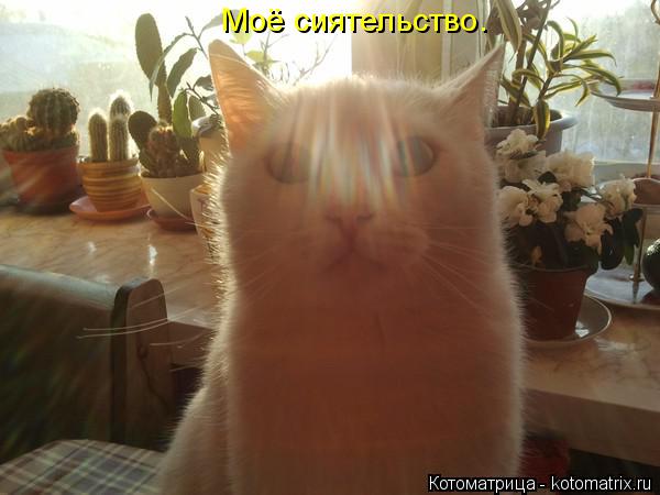 Котоматрица: Моё сиятельство.