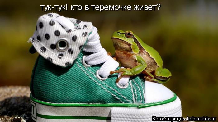 Котоматрица: тук-тук! кто в теремочке живет?