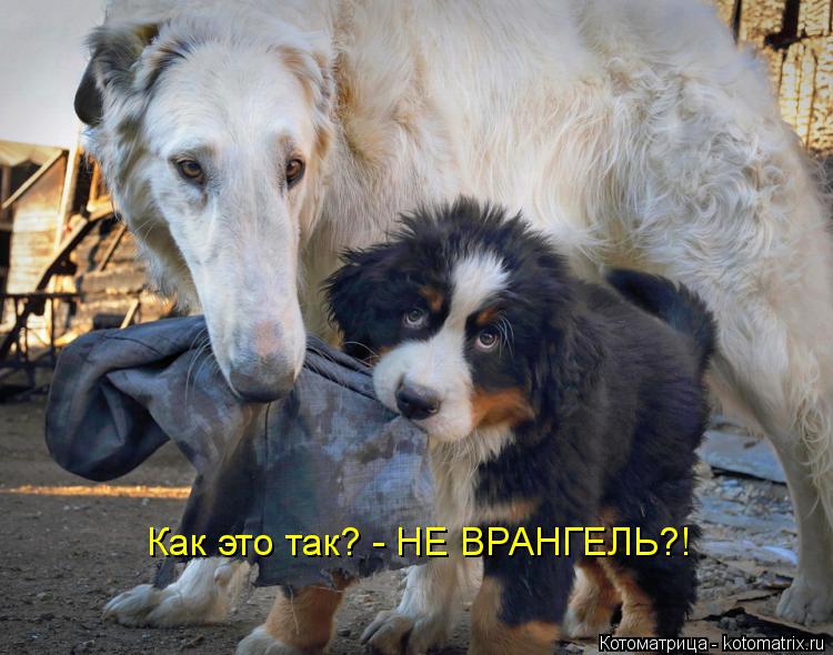 Котоматрица: Как это так? - НЕ ВРАНГЕЛЬ?!