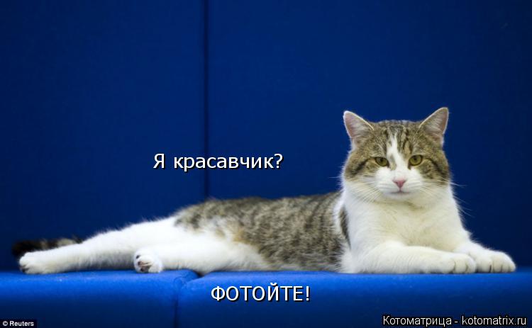 Котоматрица: Я красавчик? ФОТОЙТЕ!