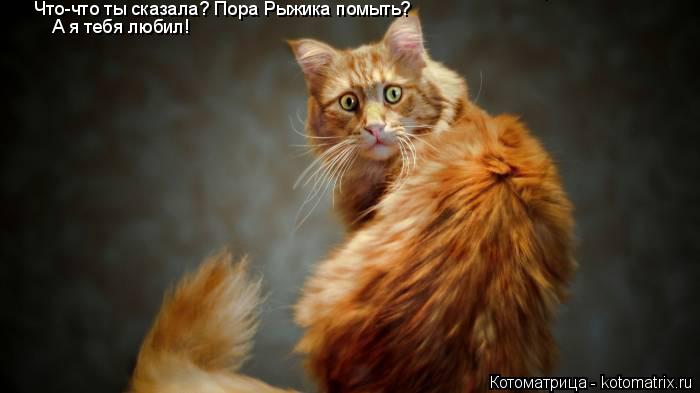 Котоматрица: Что-что ты сказала? Пора Рыжика помыть? А я то тебе верил! А я тебя любил!