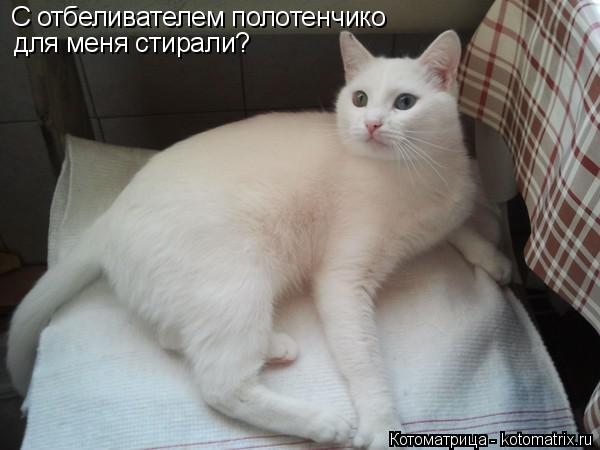 Котоматрица: С отбеливателем полотенчико для меня стирали?