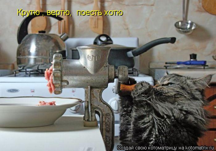 Котоматрица: Крутю , вертю,  поесть хотю