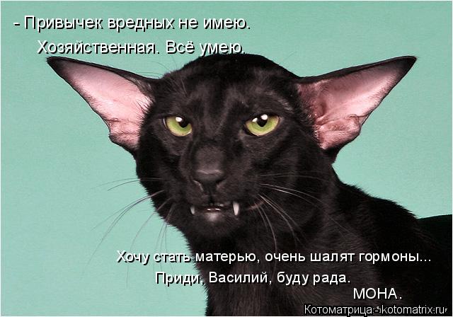 - Привычек вредных не имею. Хозяйственная. Всё умею. Хочу стать матерью, очень шалят гормоны... Приди... Котоматрица: - Привычек вредных не имею. Хозяйственная. Всё умею. Хочу стать матерью, очень шалят гормоны... Приди, Василий, буду рада. МОНА.