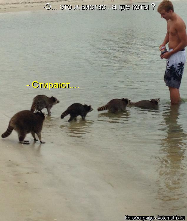 Котоматрица: -Э... это ж вискас...а где коты ? - Стирают....