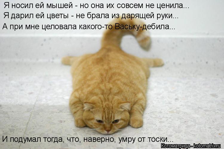 Я дарил ей цветы - не брала из дарящей руки... А при мне целовала какого-то Ваську-дебила... И подума... Котоматрица: Я дарил ей цветы - не брала из дарящей руки... А при мне целовала какого-то Ваську-дебила... И подумал тогда, что, наверно, умру от тоски... Я носи