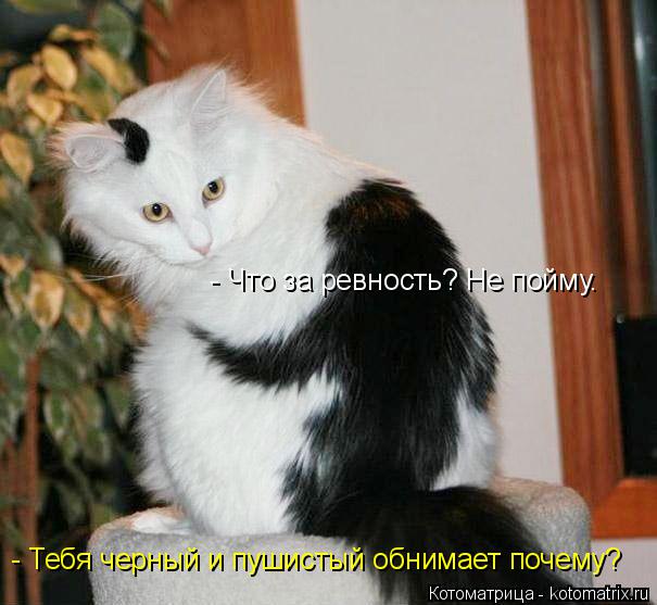 Котоматрица: - Тебя черный и пушистый обнимает почему? - Что за ревность? Не пойму.