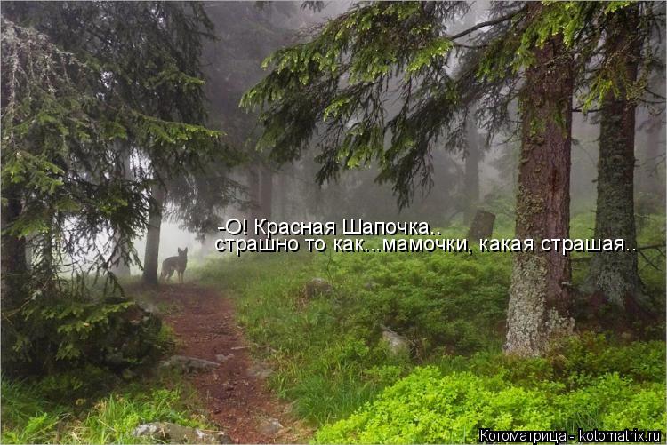Котоматрица: страшно то как...мамочки, какая страшая.. -О! Красная Шапочка..