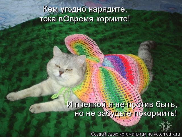 Кем угодно нарядите, тока вОвремя кормите! И пчелкой я не против быть, но не забудьте покормить!... Котоматрица: Кем угодно нарядите, тока вОвремя кормите! И пчелкой я не против быть, но не забудьте покормить!