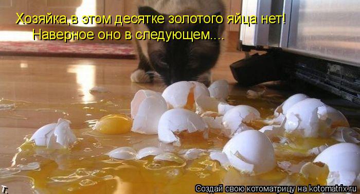 Котоматрица: Хозяйка,в этом десятке золотого яйца нет! Наверное оно в следующем....