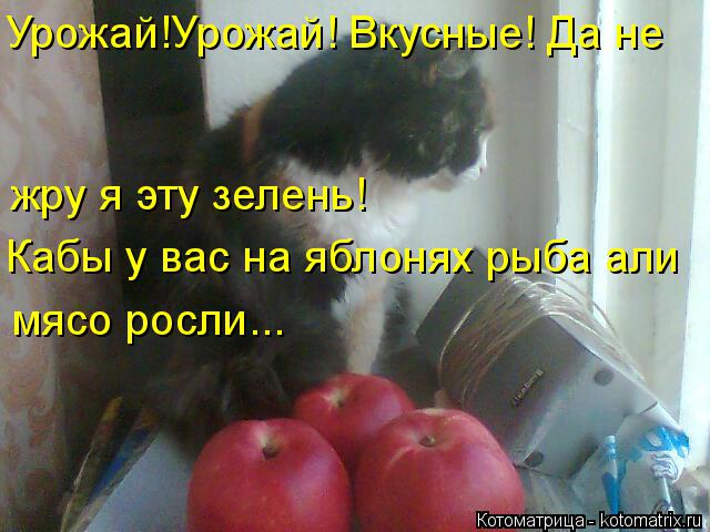 Котоматрица: Урожай!Урожай! Вкусные! Да не жру я эту зелень! Кабы у вас на яблонях рыба али  мясо росли...