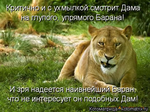 Котоматрица: Критично и с ухмылкой смотрит Дама на глупого, упрямого Барана! И зря надеется наивнейший Баран, что не интересует он подобных Дам!