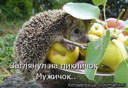 Котоматрица: Заглянул на пикничок -  Мужичок..