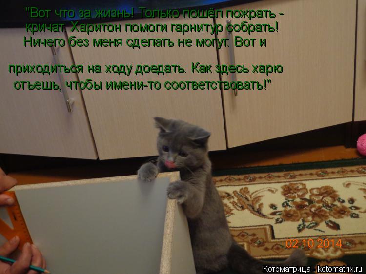 Котоматрица: приходиться на ходу доедать. Как здесь харю "Вот что за жизнь! Только пошёл пожрать - кричат. Харитон помоги гарнитур собрать! Ничего без мен
