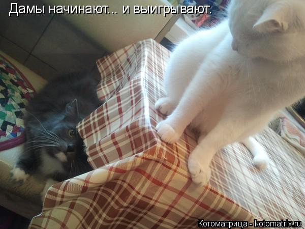 Котоматрица: Дамы начинают... и выигрывают.