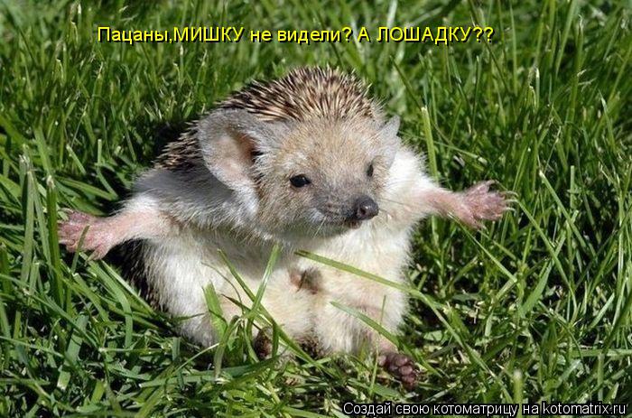 Пацаны,МИШКУ не видели? А ЛОШАДКУ??... Котоматрица: Пацаны,МИШКУ не видели? А ЛОШАДКУ??