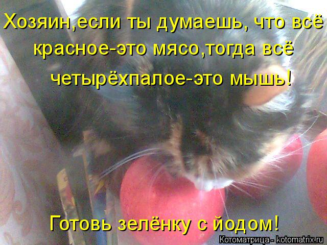 Котоматрица: Хозяин,если ты думаешь, что всё  красное-это мясо,тогда всё  четырёхпалое-это мышь! Готовь зелёнку с йодом!