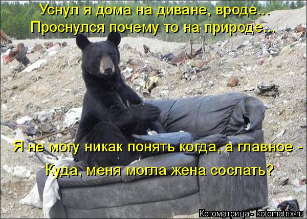 Котоматрица: Уснул я дома на диване, вроде... Проснулся почему то на природе... Я не могу никак понять когда, а главное - Куда, меня могла жена сослать?