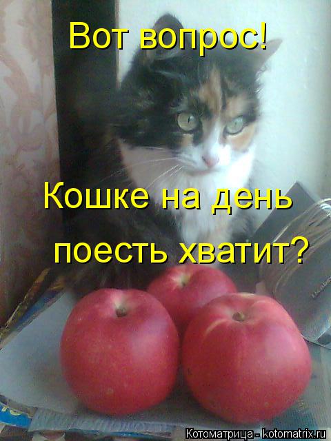 Котоматрица: Вот вопрос! Кошке на день поесть хватит?