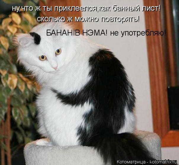 ну,что ж ты приклеелся,как банный лист! сколько ж можно повторять! БАНАНIВ НЭМА! не употребляю!... Котоматрица: ну,что ж ты приклеелся,как банный лист! сколько ж можно повторять! БАНАНIВ НЭМА! не употребляю!