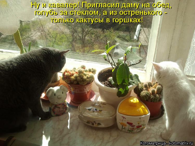 Котоматрица: Ну и кавалер! Пригласил даму на обед, голубь за стеклом, а из остренького -  только кактусы в горшках!