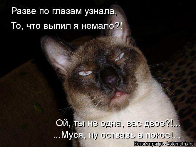 Котоматрица: Разве по глазам узнала, То, что выпил я немало?! ...Муся, ну оствавь в покое!... Ой, ты не одна, вас двое?!...