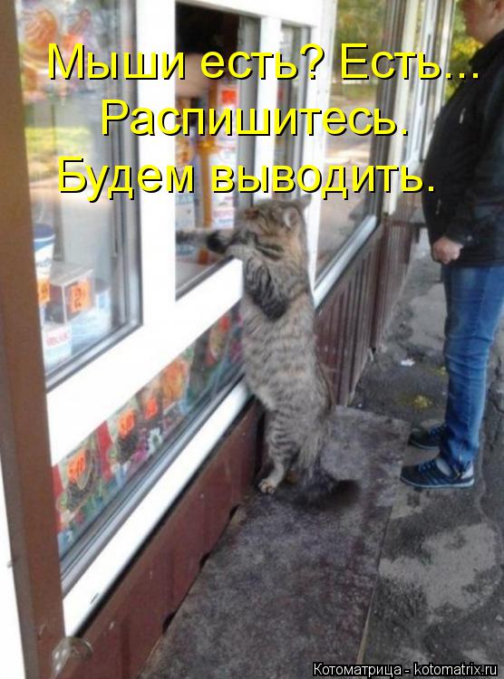 Котоматрица: Распишитесь.  Мыши есть? Есть... Будем выводить.